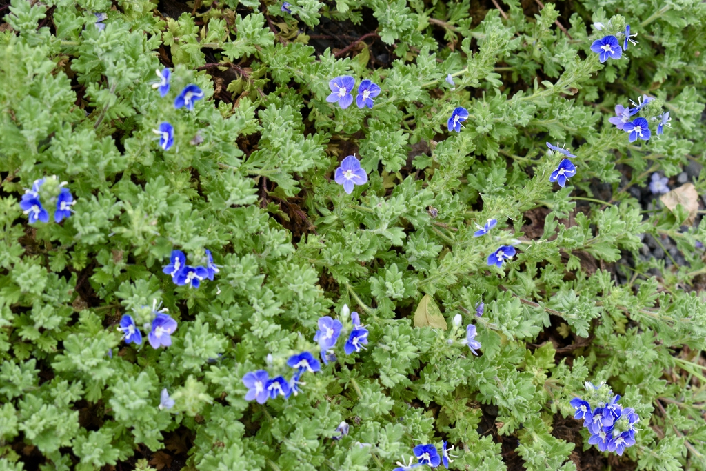 'Tidal Pool' Form - April 15 - Wake Co., NC