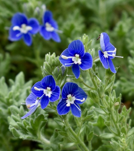 'Tidal Pool' Flowers - April 15 - Wake Co., NC
