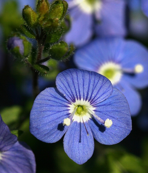 Veronica peduncularis