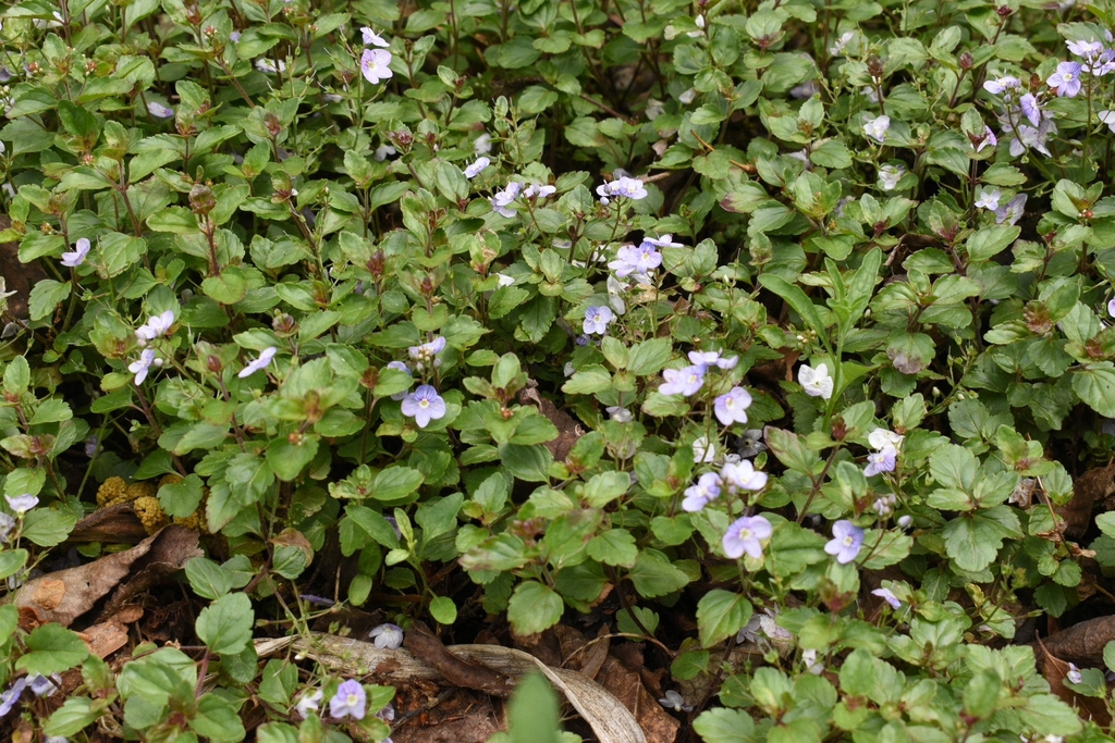 Form - April 15 - Wake Co., NC
