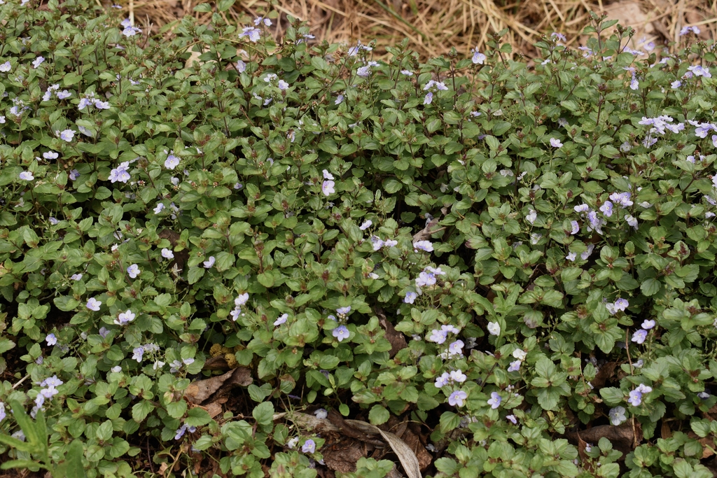 Form - April 15 -Wake Co., NC