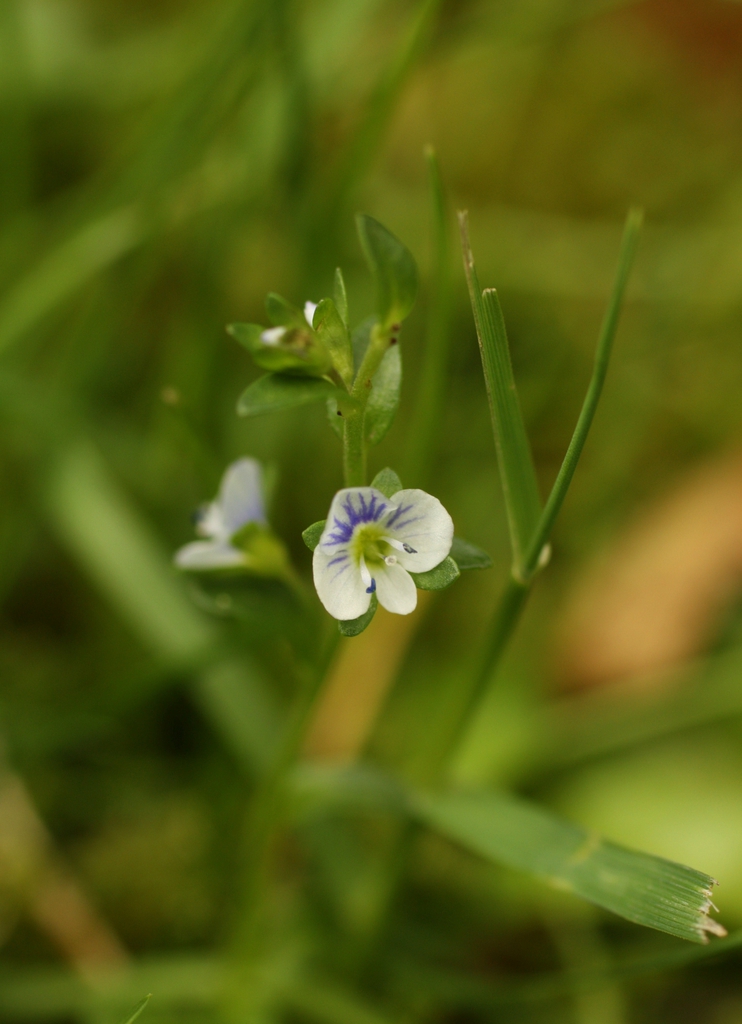 Veronica Serpyllifolia
