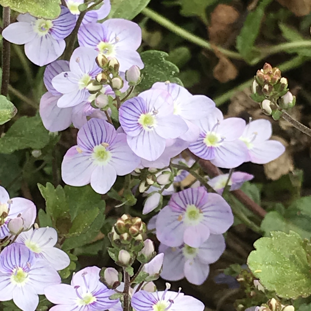 Close up of flower