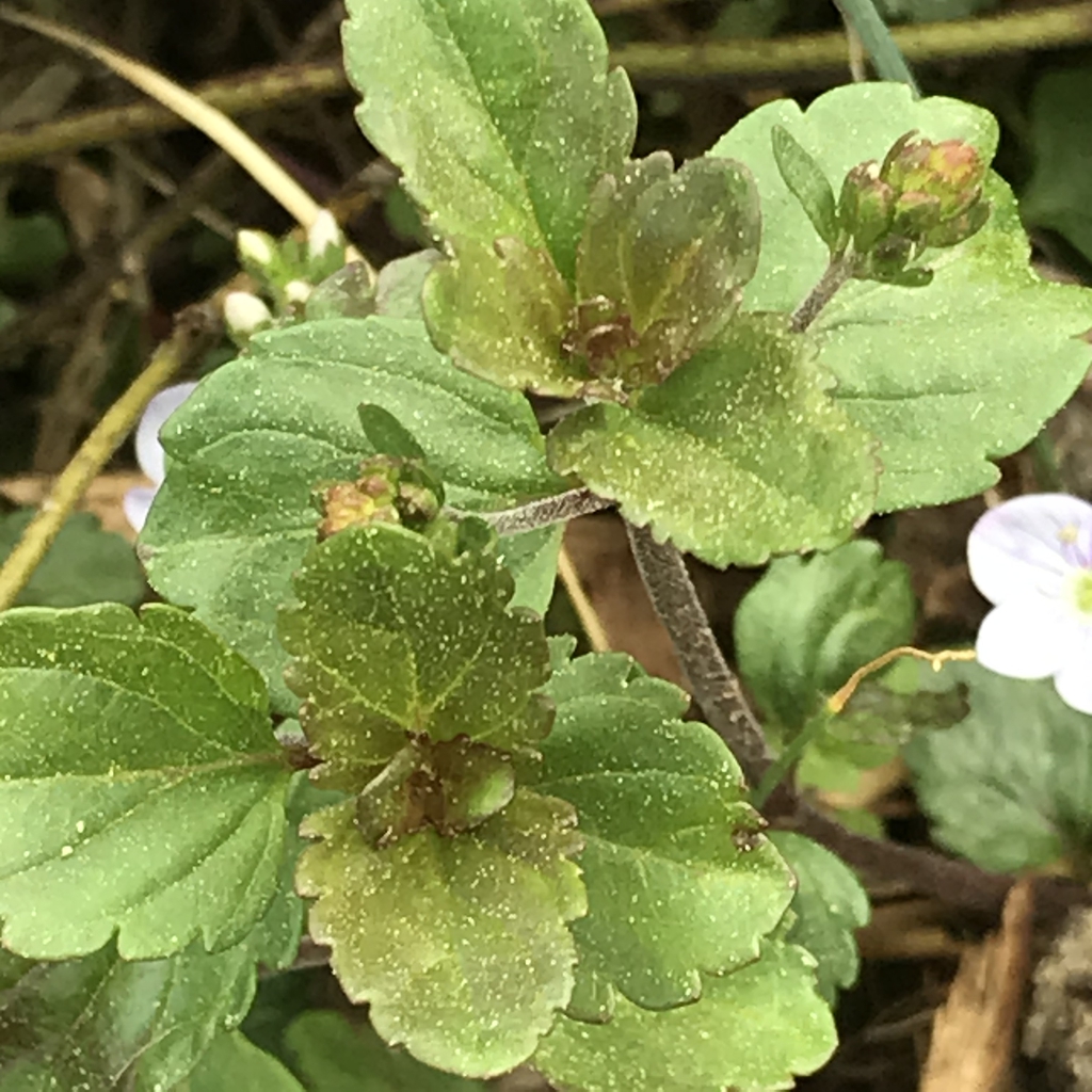 Leaves