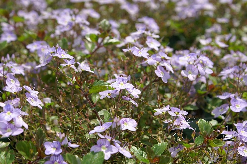 Veronica 'Waterperry Blue'