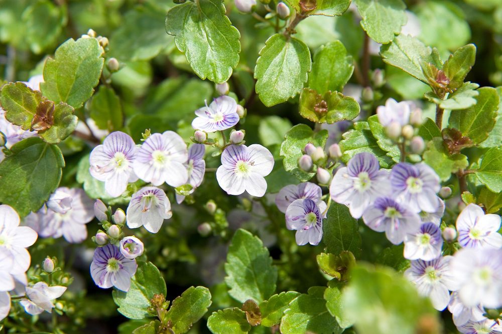 Veronica 'Waterperry Blue'
