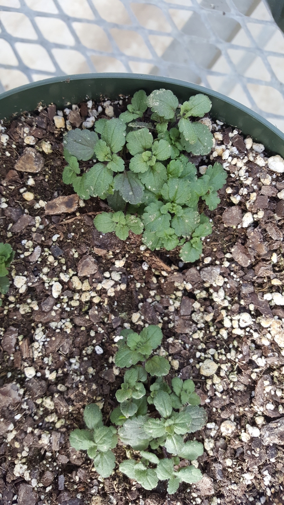 Basal Leaves