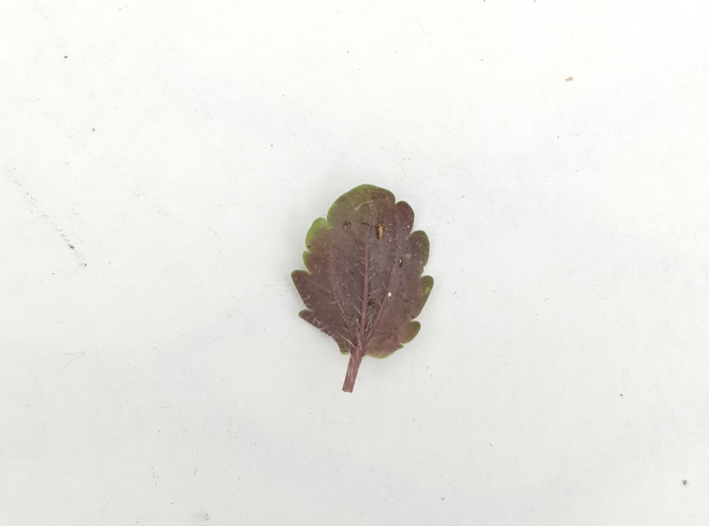 Leaf