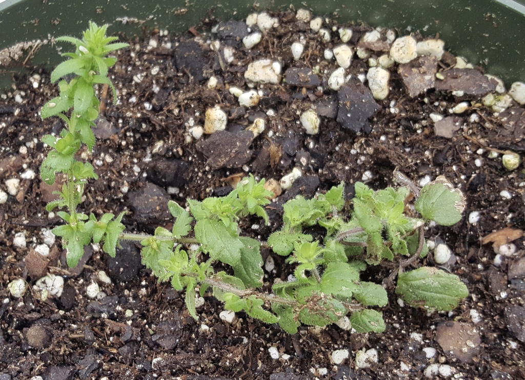 Plant