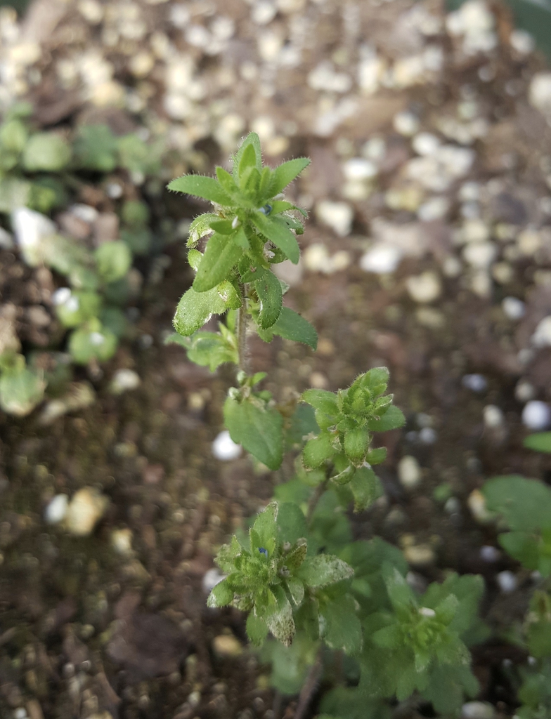 Plant