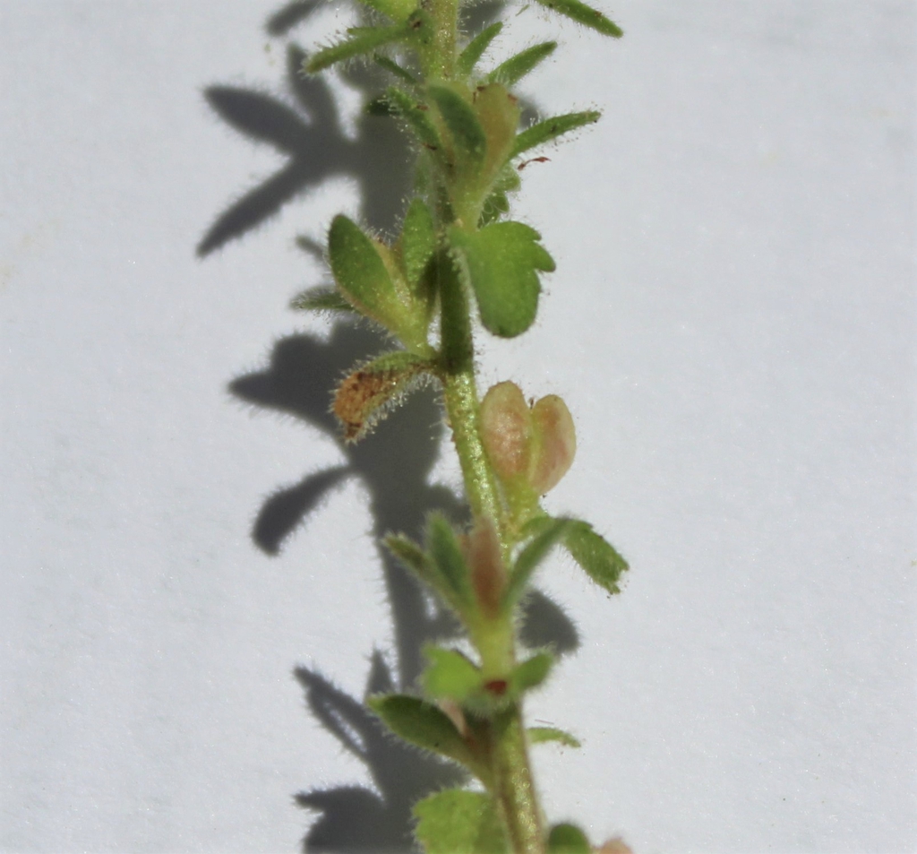 Seed Pod