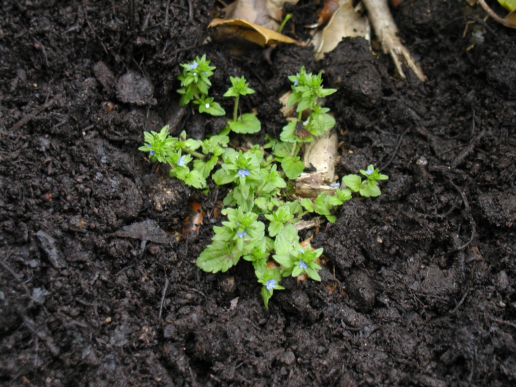 Basal and stem leaves