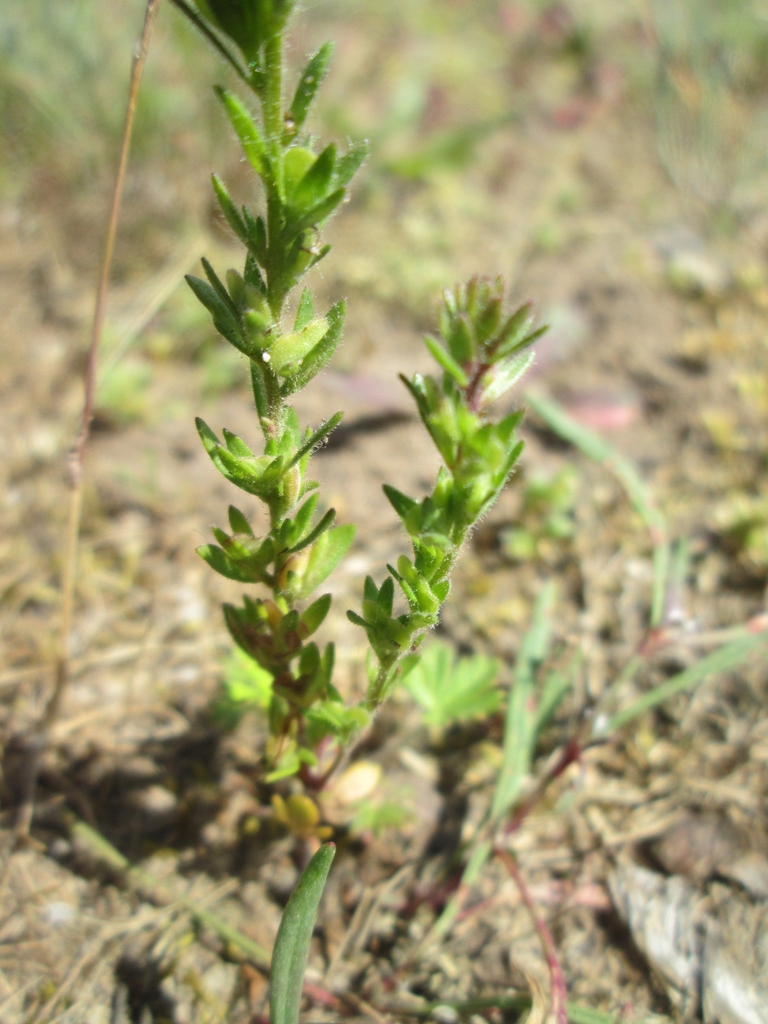 Stem and leaves