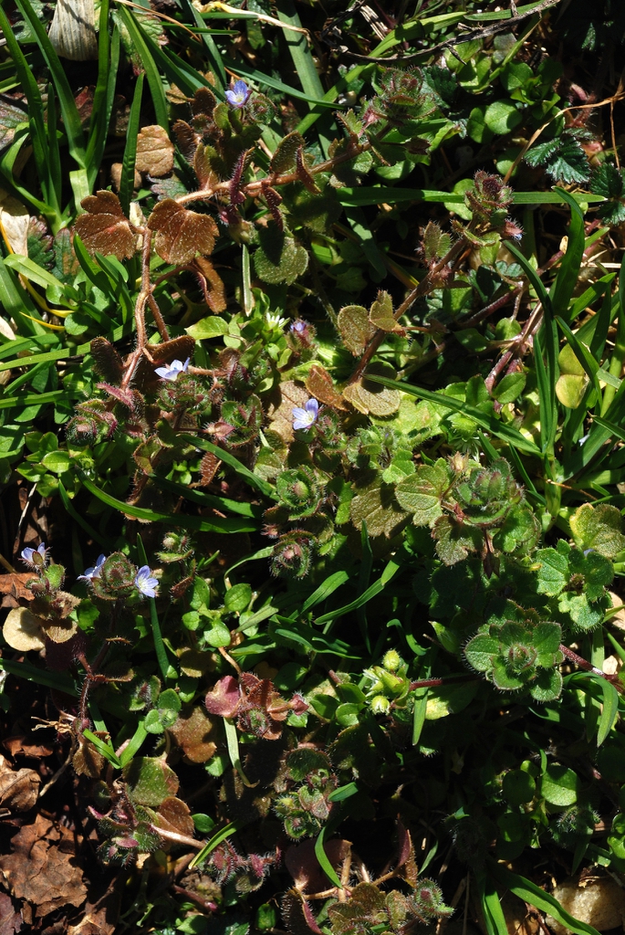 Form in bloom (Greensboro, NC)-Late Winter