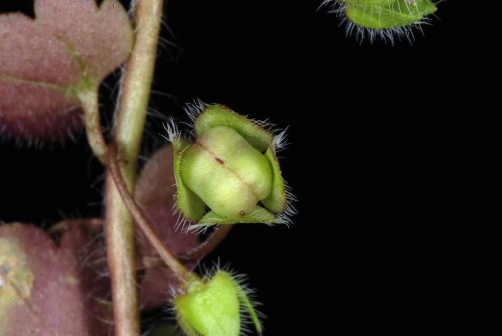 Immature fruits  (Greensboro, NC)-Late Winter