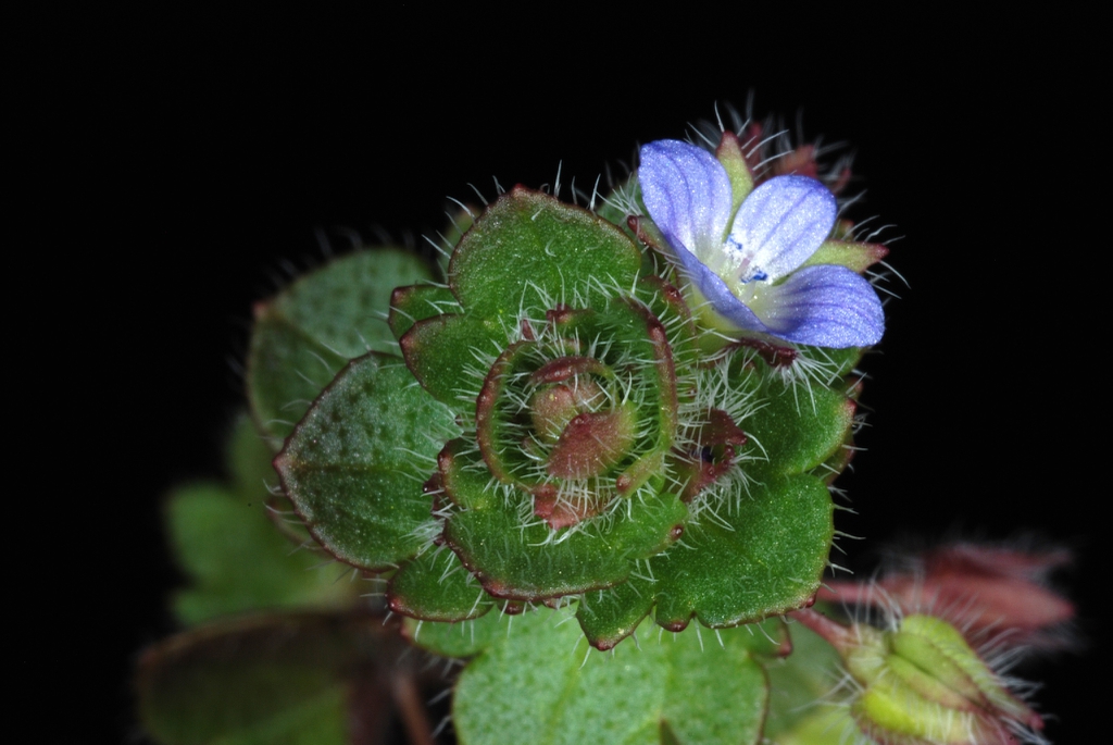 Hairy leaves with reddish undersides  (Greensboro, NC)-Late Wint