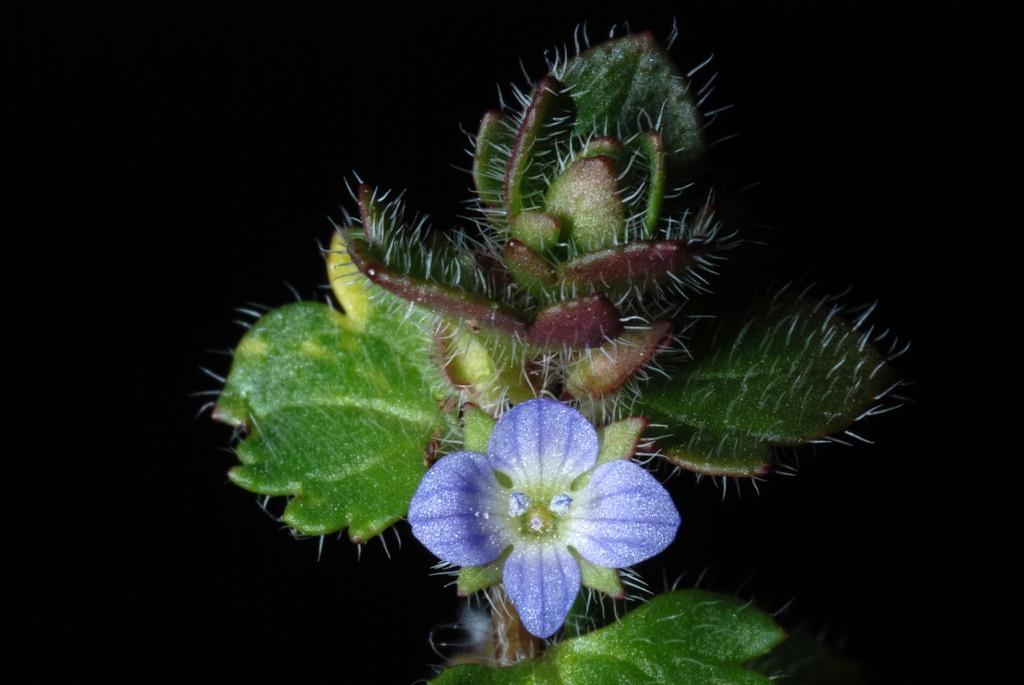 Blue flower with white center (Greensboro, NC)-Late Winter