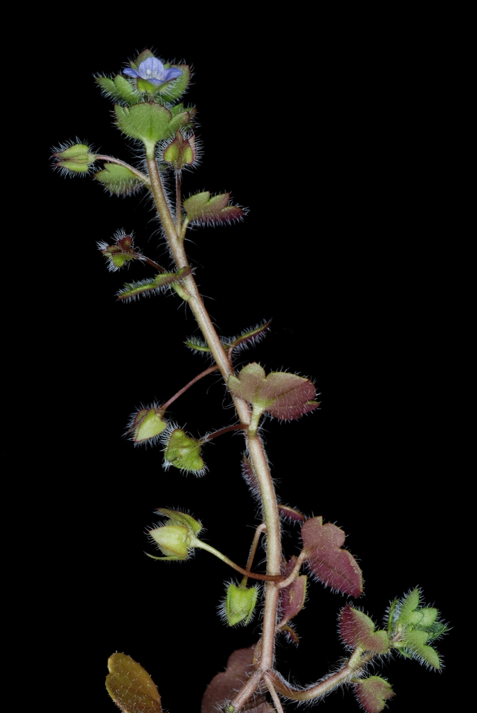 Plant with alternate leaves and bloom (Greensboro, NC)-Late Wint