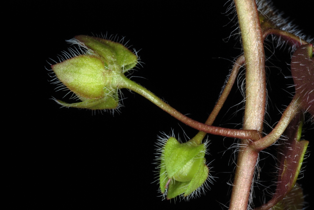 Hairy stem and bracts with fruit (Greensboro, NC)-Late Winter