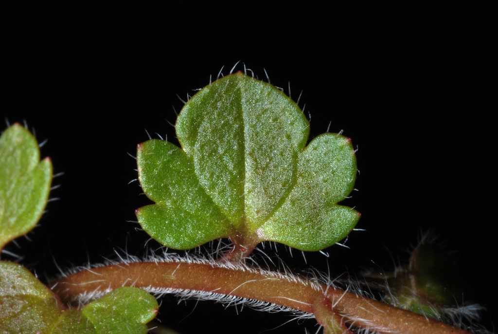 Veronica hederifolia