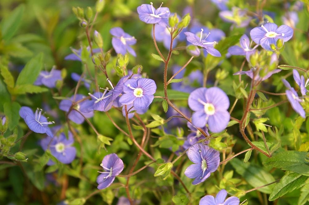 Veronica peduncularis