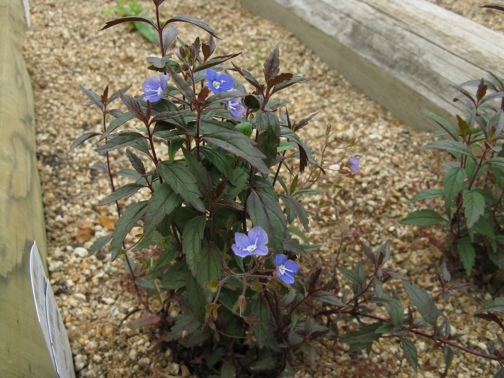 Veronica peduncularis