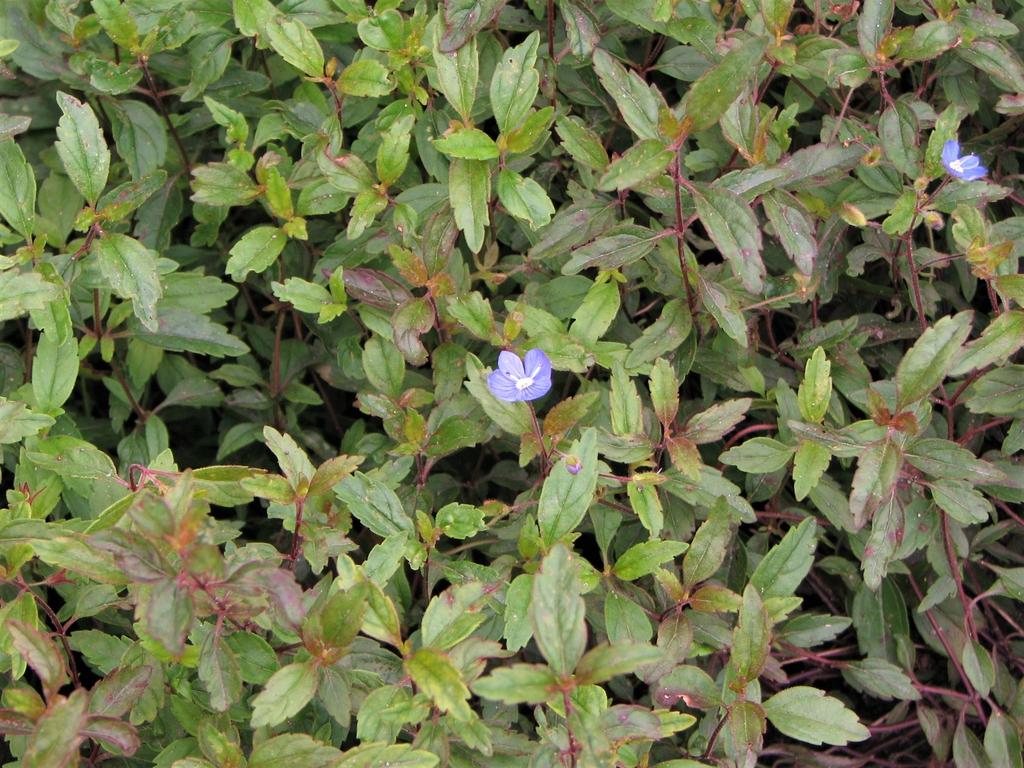 Form