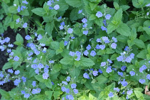 Veronica peduncularis