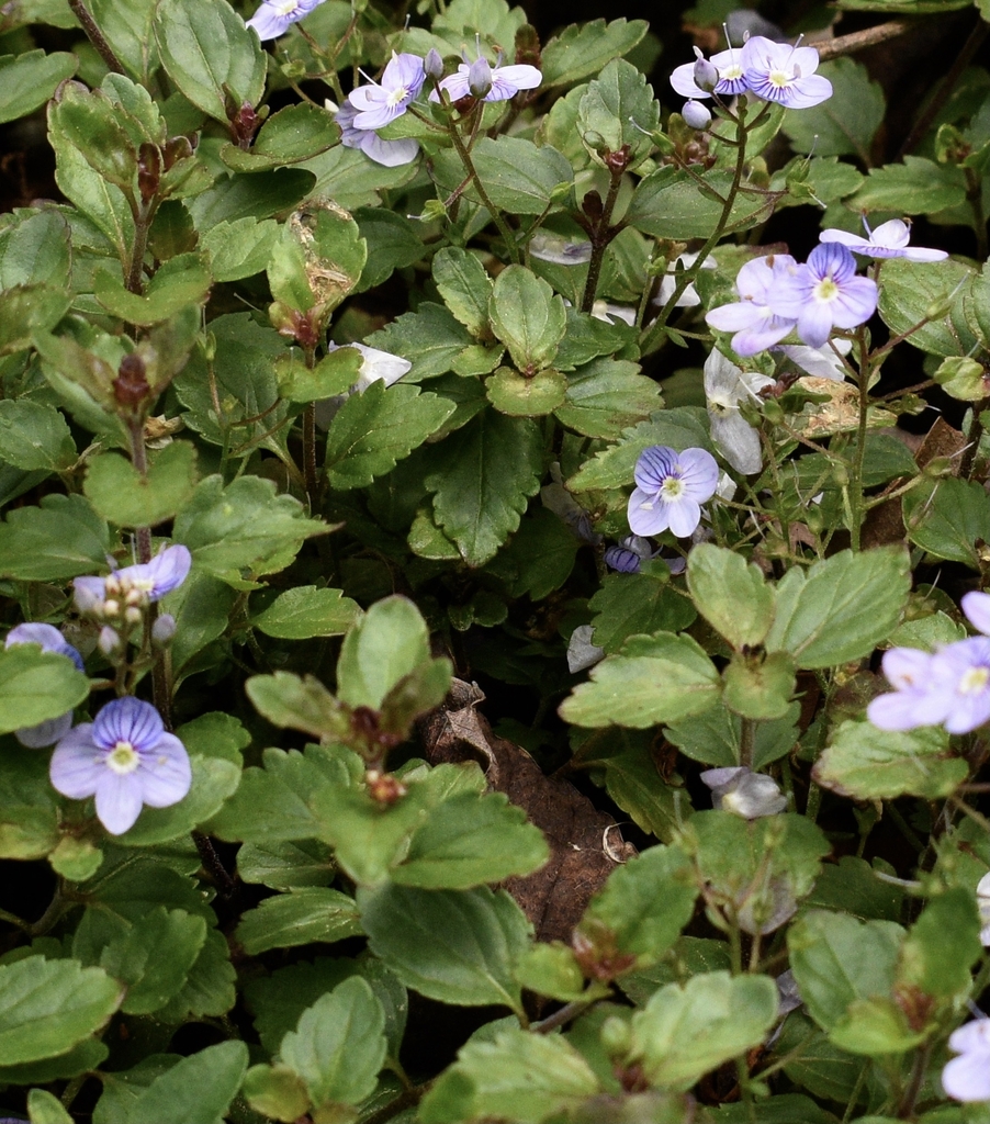 Flowers/Leaves - April 15 - Wake Co., NC