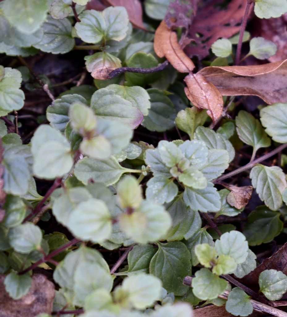 Veronica persica