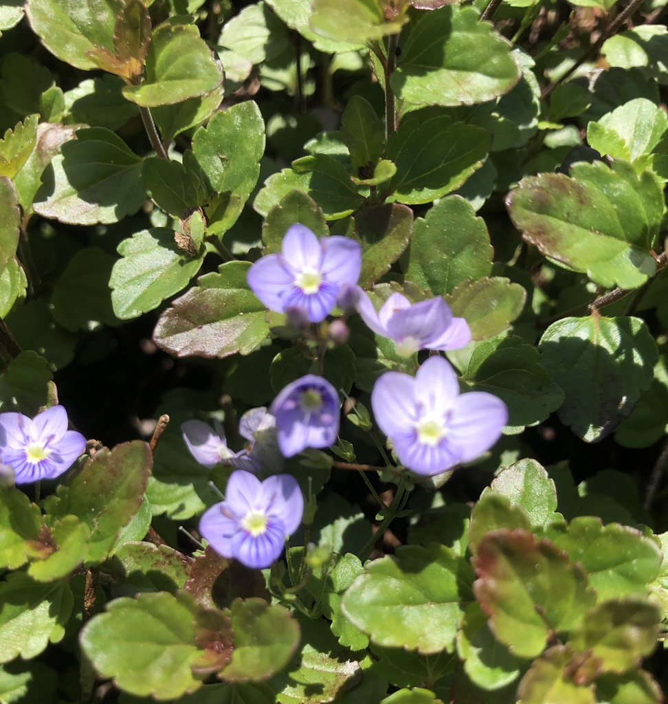 Veronica persica