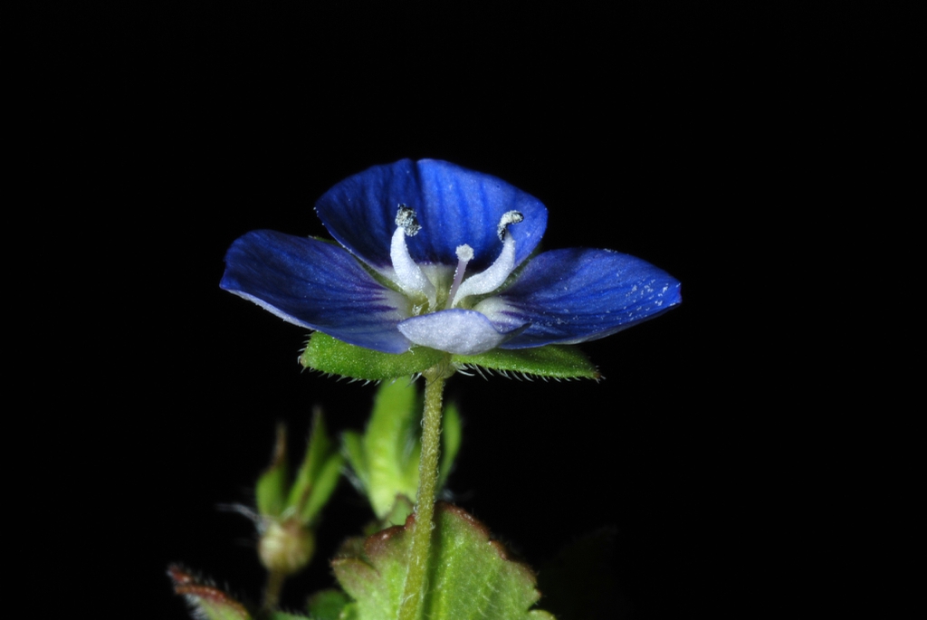 Blue flower with white center (Greensboro, NC)-Late Winter