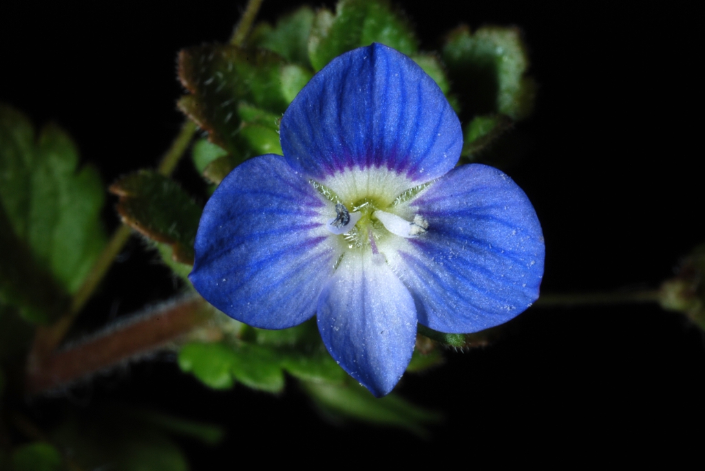 Close up of blue flower with white center