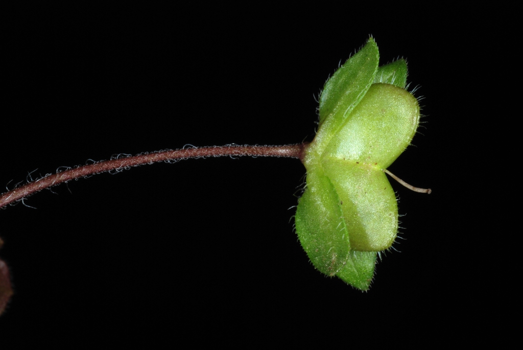 Bracts, fruit and stem with hairs (Greensboro, NC)-Late Winter
