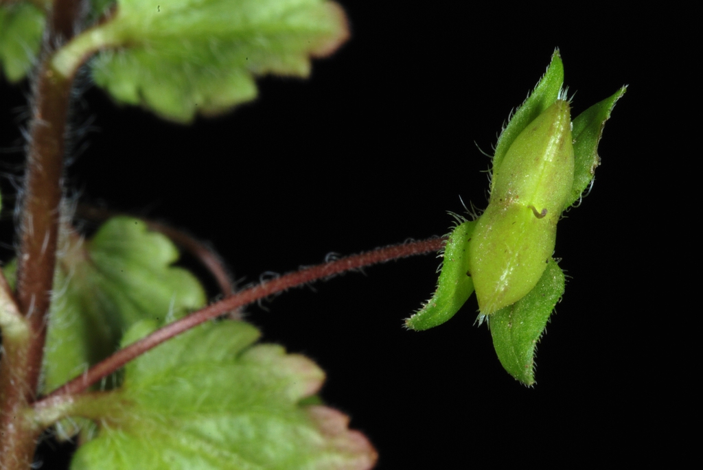 Red stems, fruit, bracts with hairs (Greensboro, NC)-Late Winter