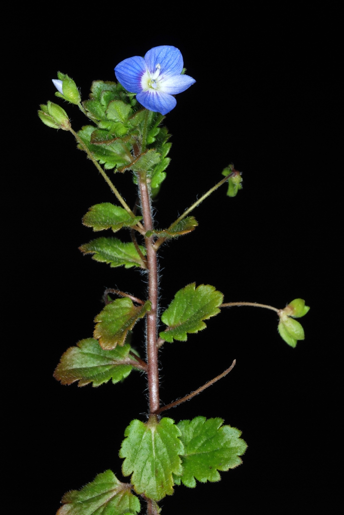 Alternate leaves on the upper stem (Greensboro, NC)-Late Winter