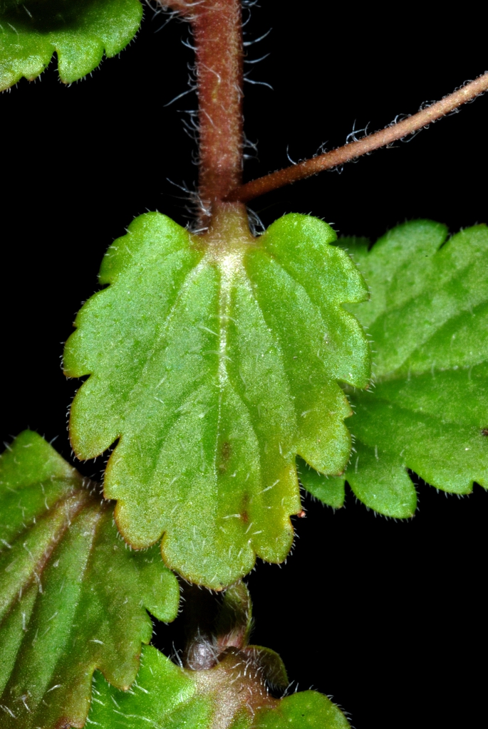 Oval leaves with hairs (Greensboro, NC)-Late Winter