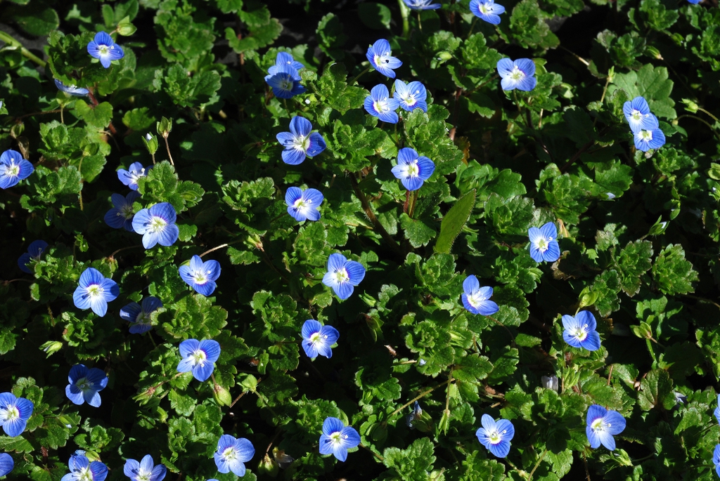 Form in bloom (Greensboro, NC)-Late Winter