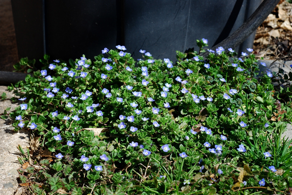 Form in bloom (Greensboro, NC)-Late Winter