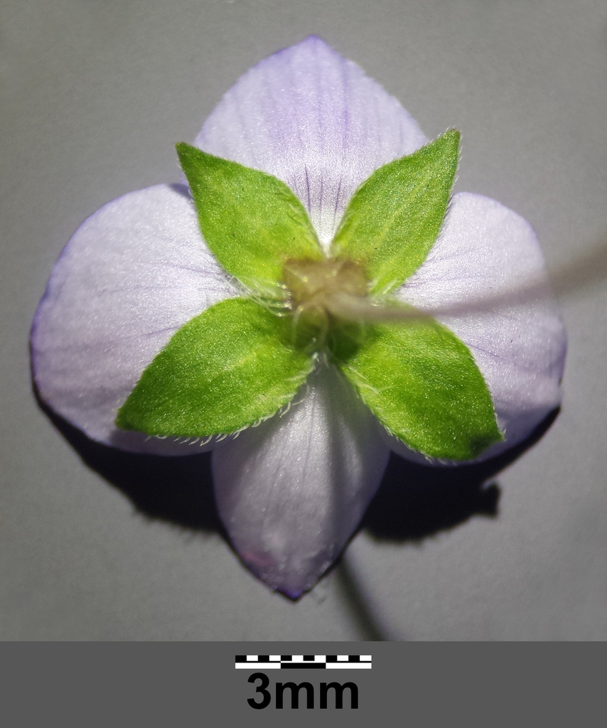 Back of Flower