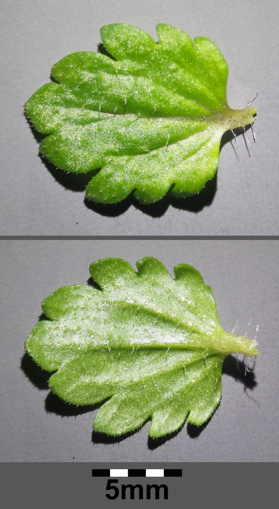 Leaves