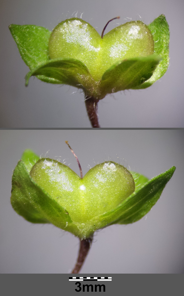 Unripe Fruit