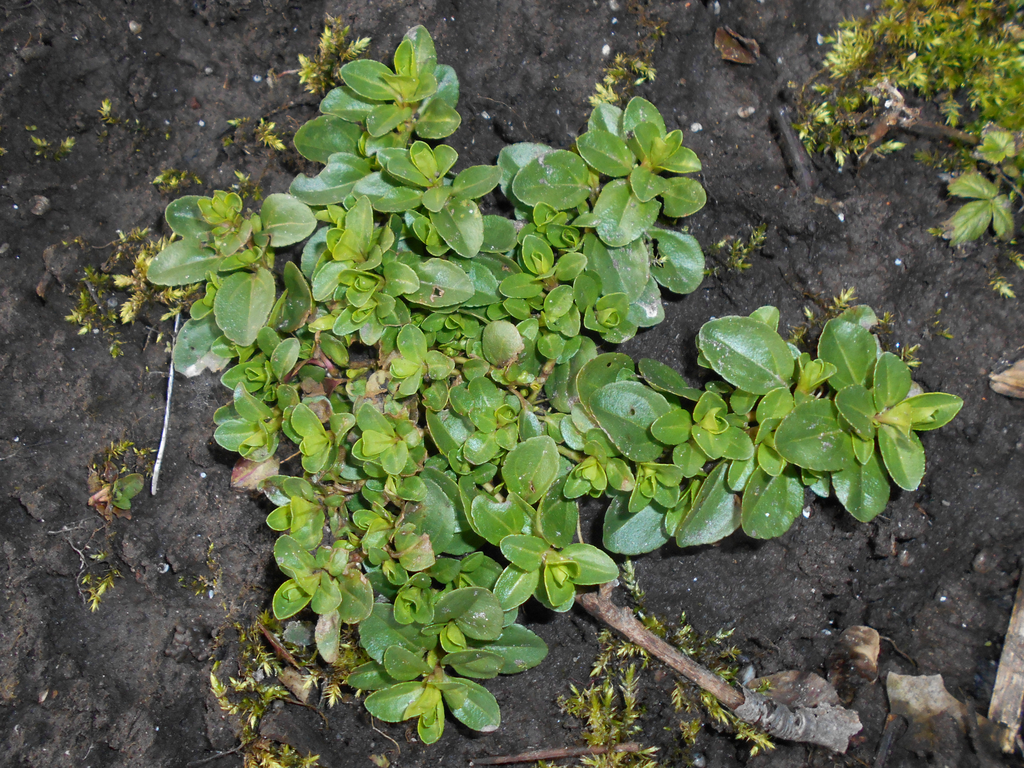 Veronica serpyllifolia