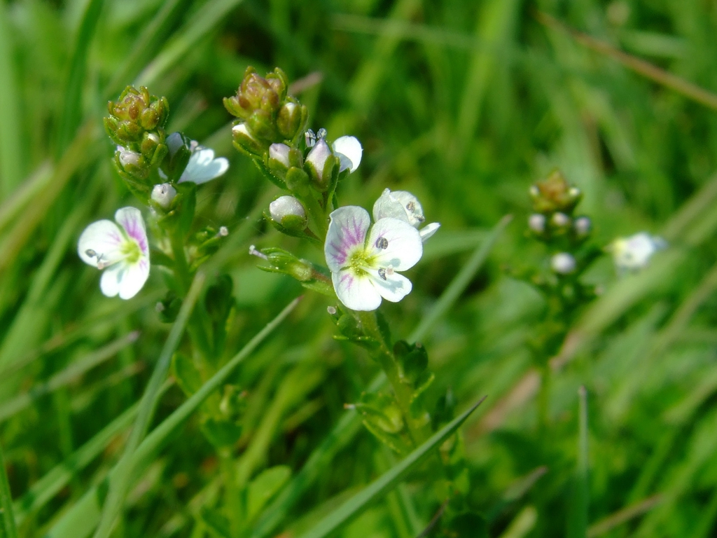 Veronica serpyllifolia