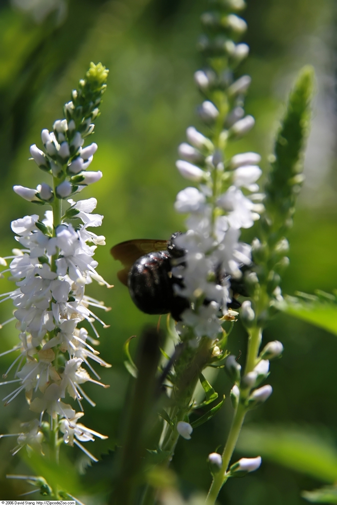 Veronica spicata