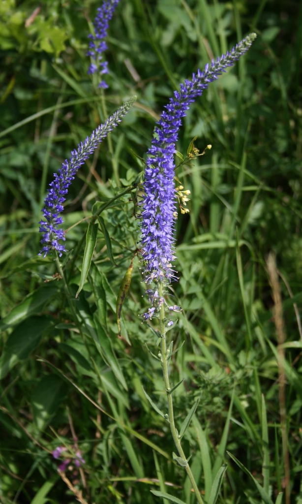 Flowers and leaves