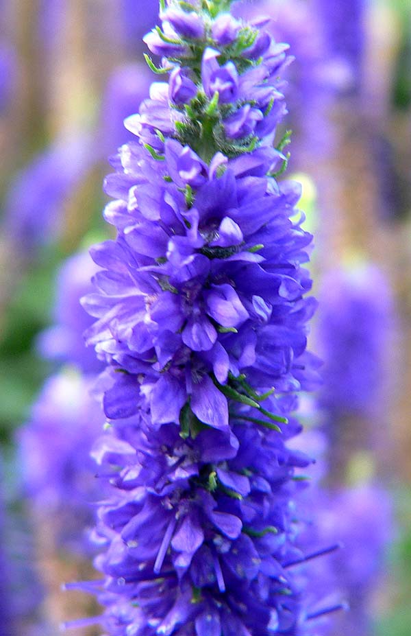 Veronica spicata