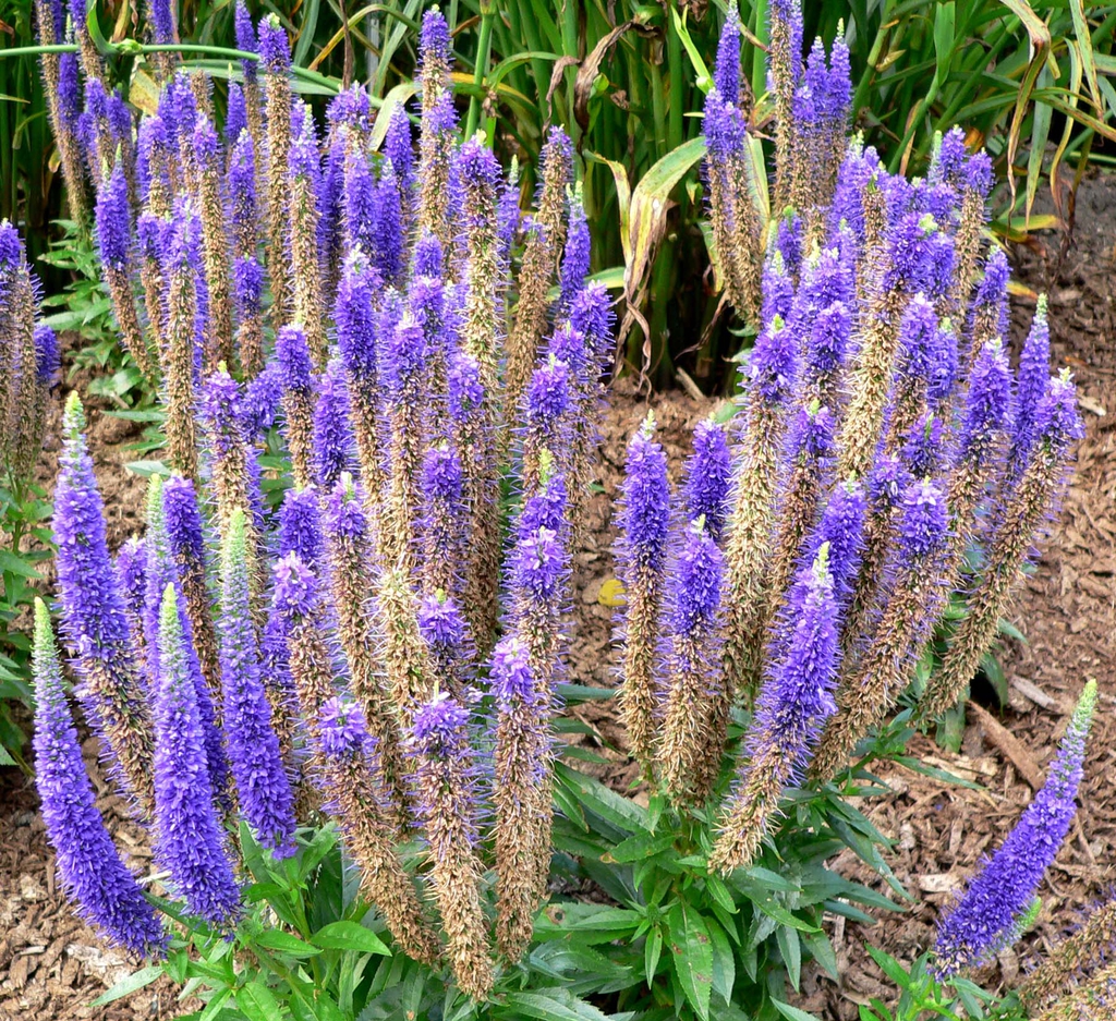 Veronica spicata