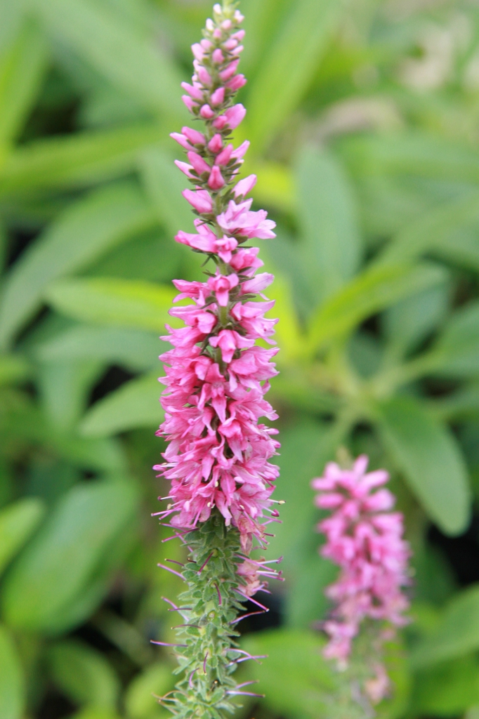 'Tickled Pink' flower