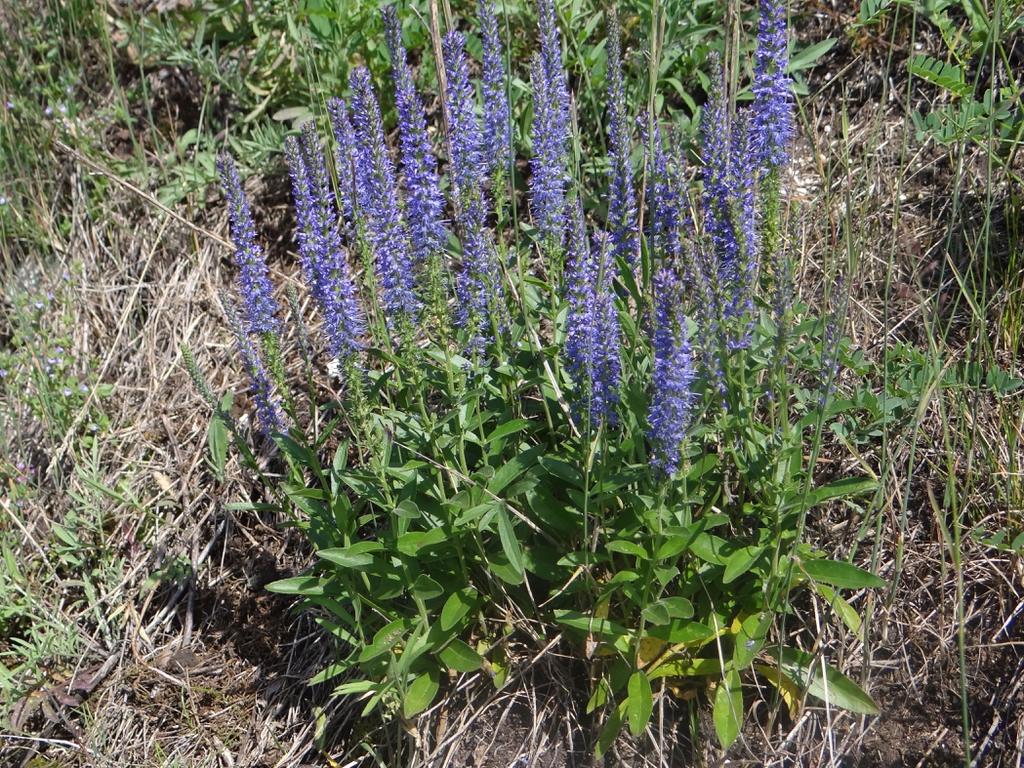 Form